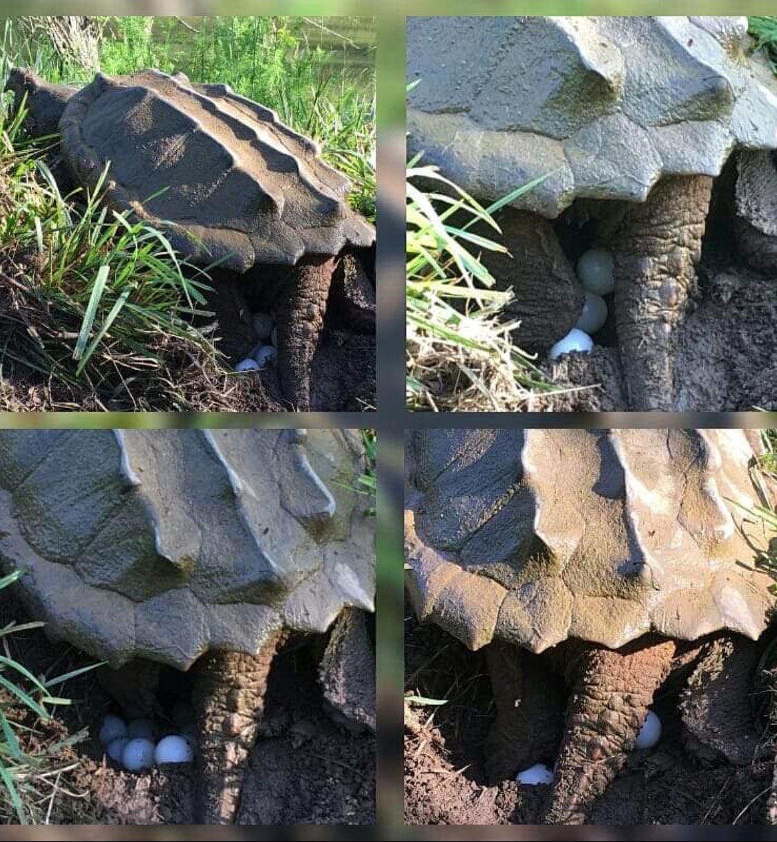 Full Grown Aligator Snapping Turtles
