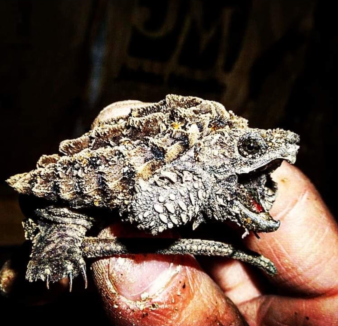 Baby Aligator Snapping Turtle