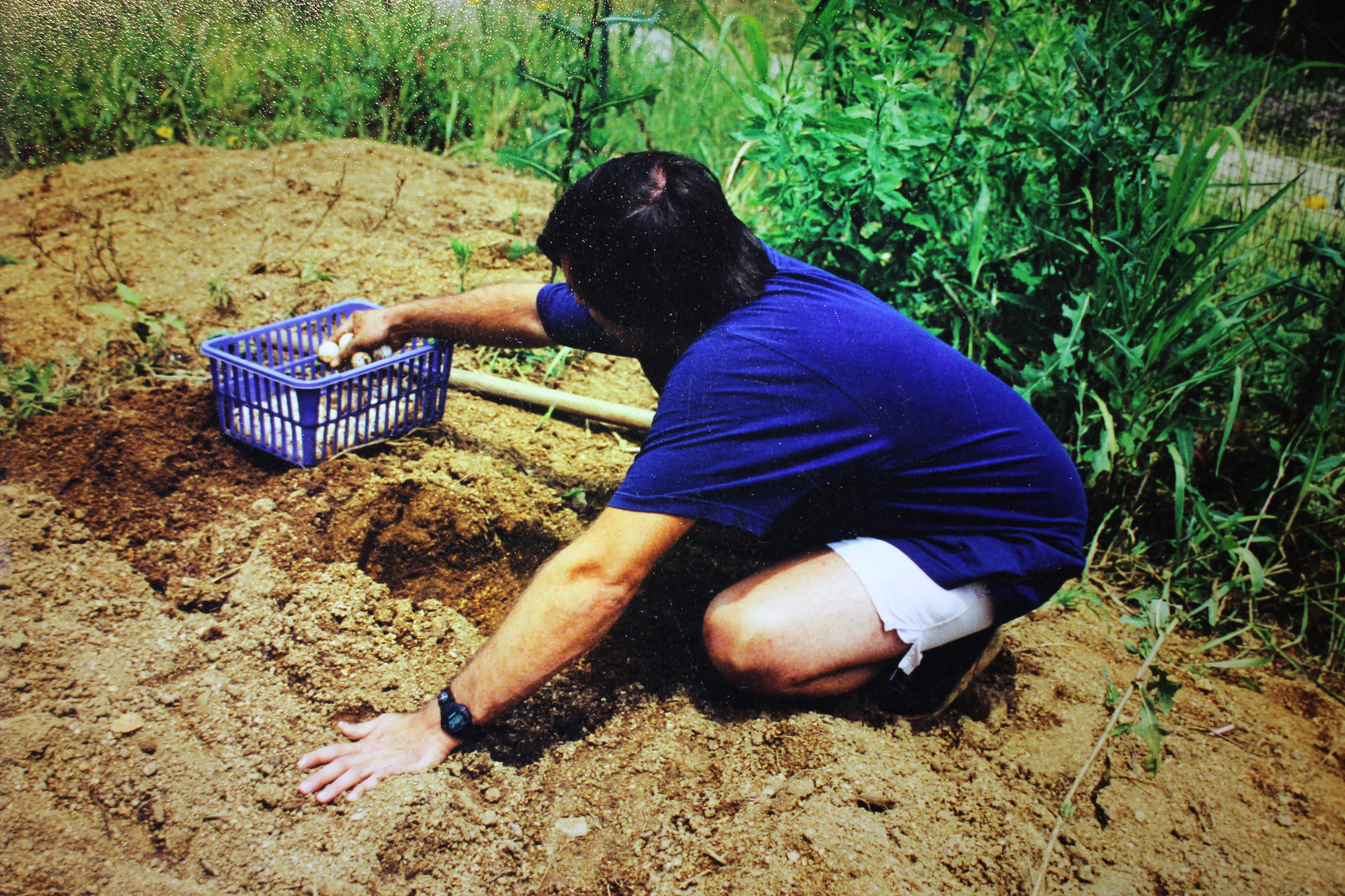 Alligator Snapping Turtle image