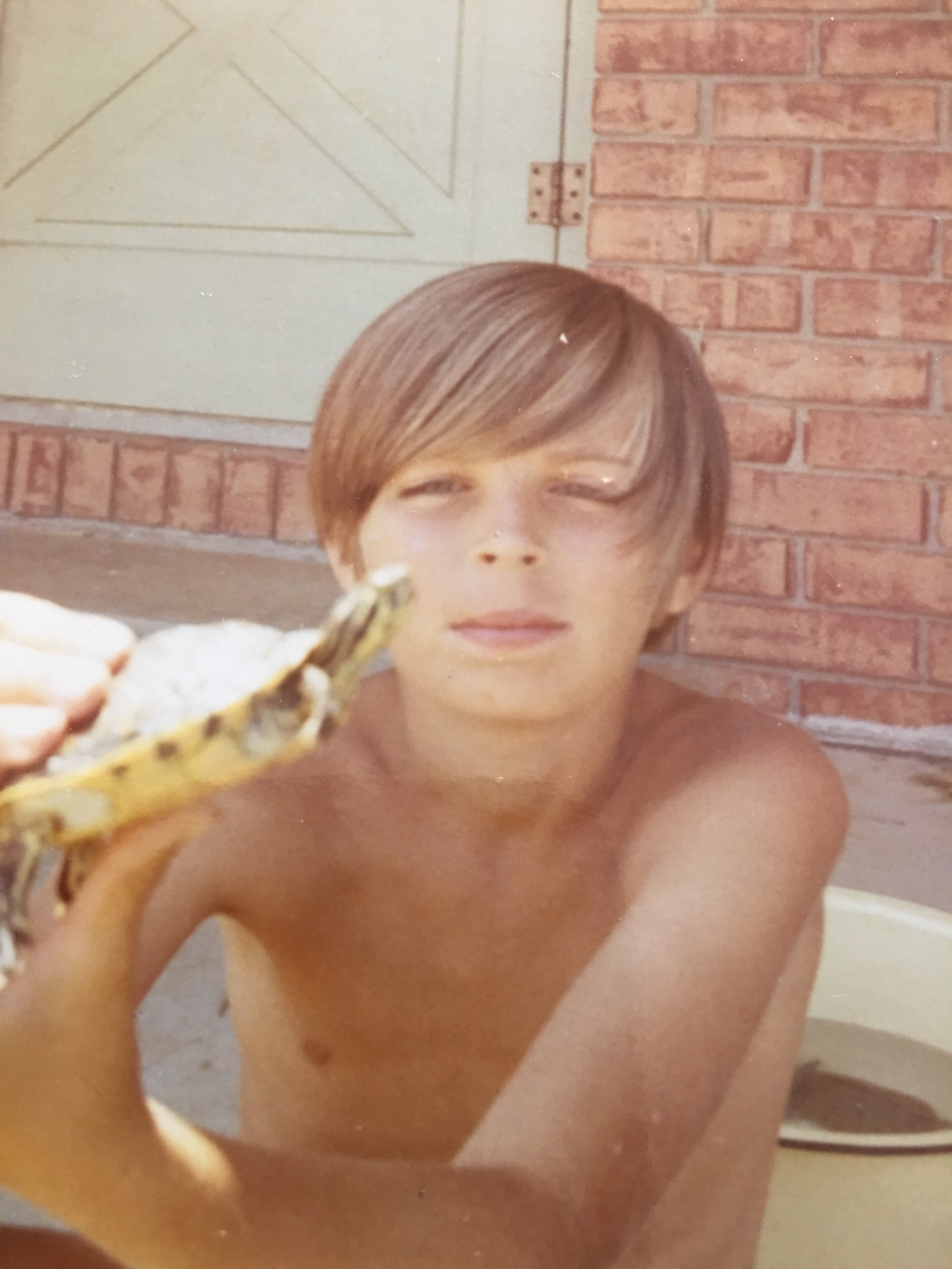 Alligator Snapping Turtle image